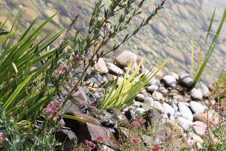 Baignade naturelle - détail des plantes